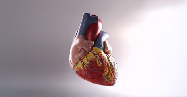 Cuore anatomico - Giornata mondiale del cuore